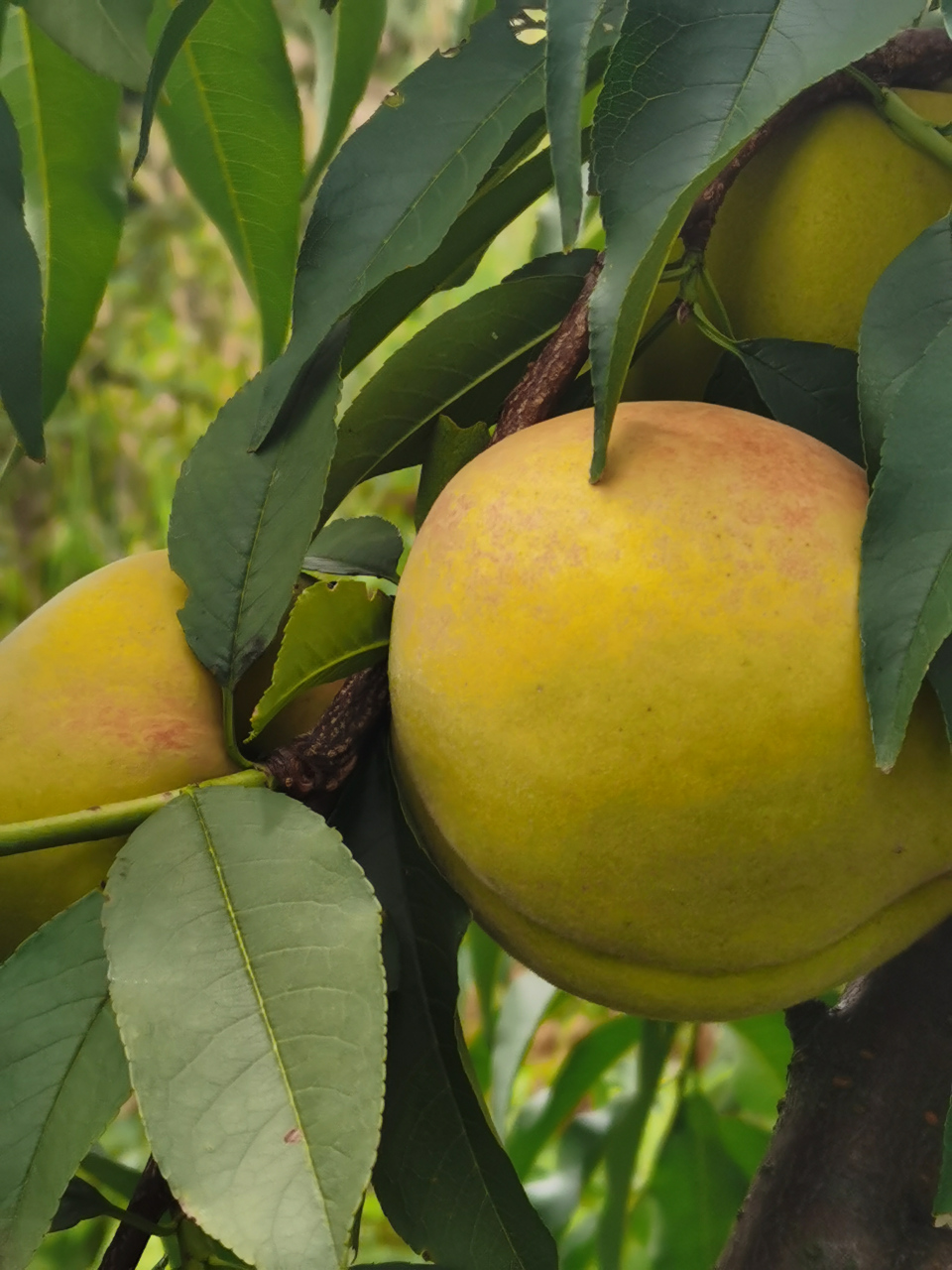 黄桃# 建宁锦绣黄桃,颗颗果粒饱满,精挑细选的精品果,礼盒包装送庞蜒