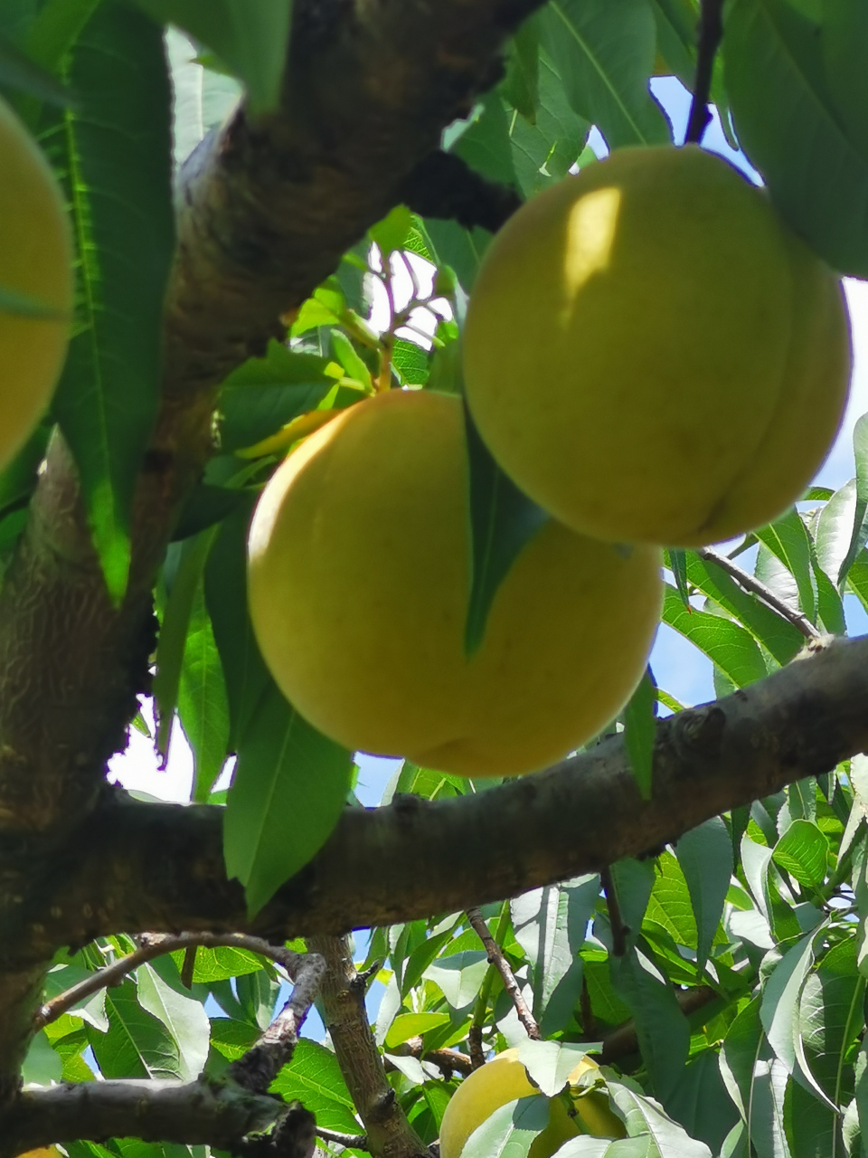 黄桃# 建宁锦绣黄桃,颗颗果粒饱满,精挑细选的精品果,礼盒包装送朋友