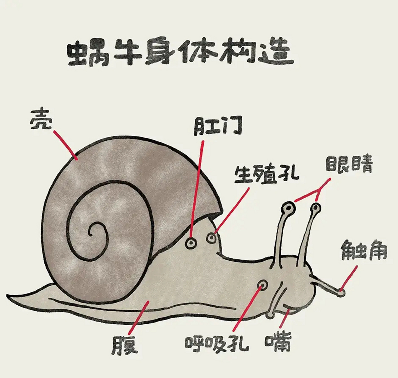 很多人对蜗牛身体构造一无所知 #c位直达# #百度知识充电节