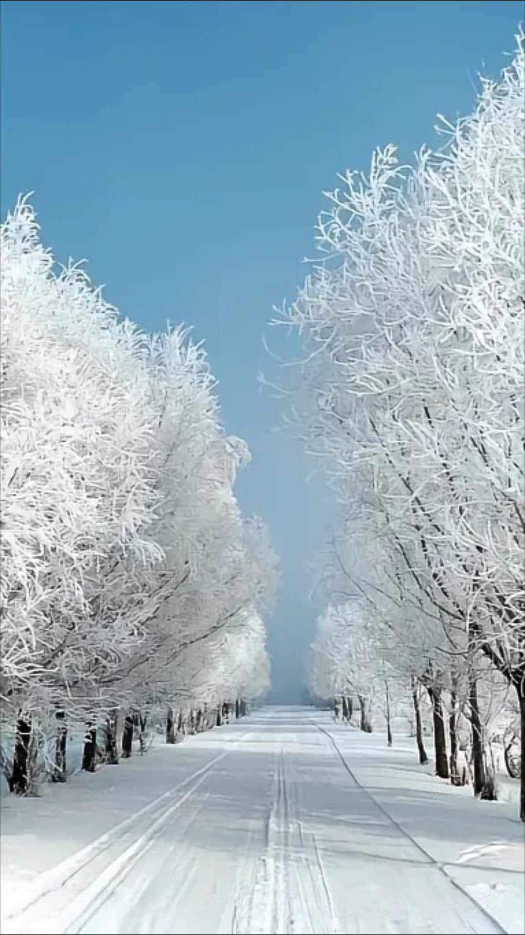 早晨雪景图片大全唯美图片