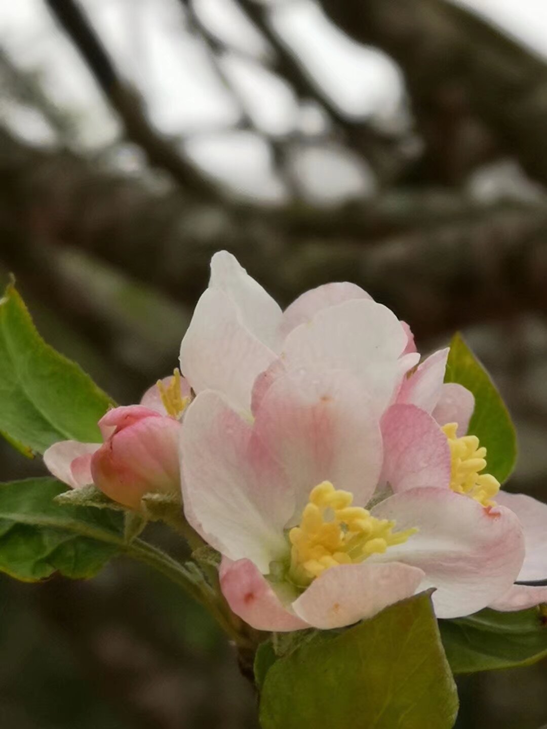 它的花是这样的,很好吃!