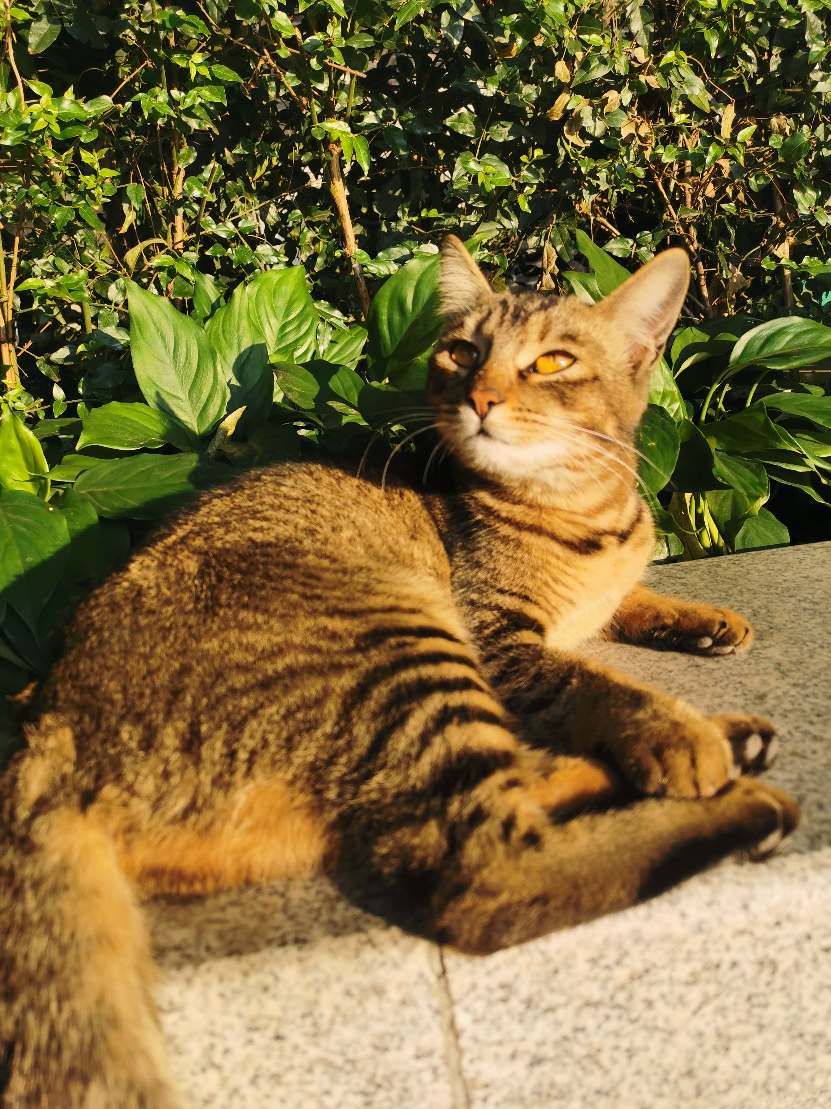 公园里"小老虎",那只棕色的猫,它躺在这片绿色的世界里,似乎在告诉