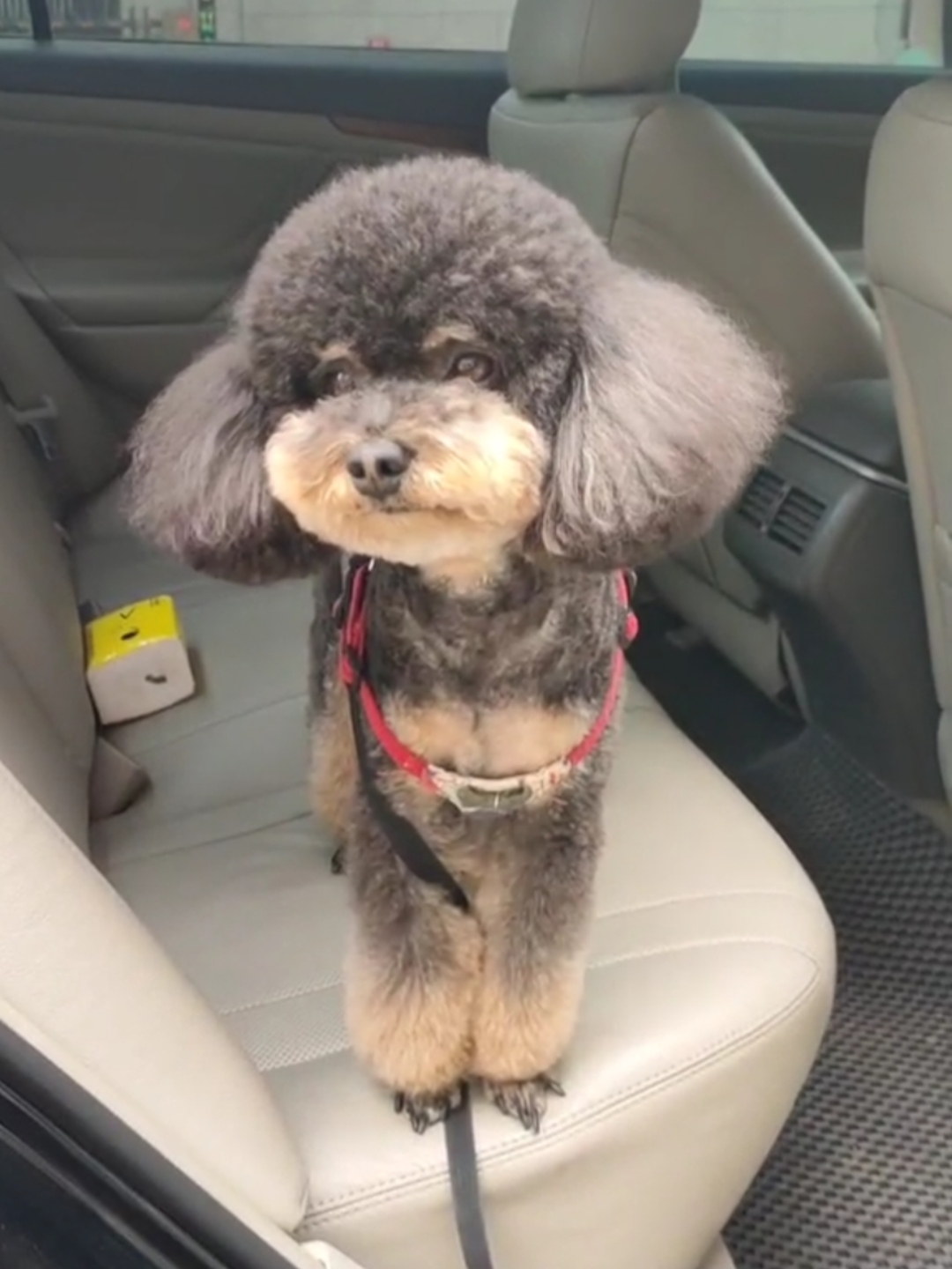 泰迪铁包金#狗狗