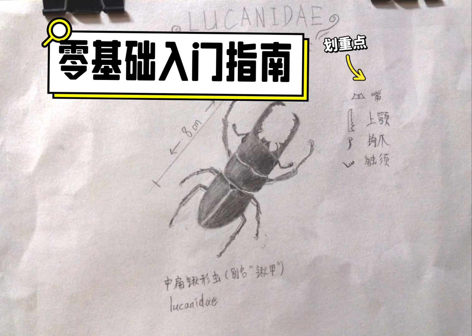 素描简单手绘中扁锹甲标本图,画画真的很不容易,点个赞呗