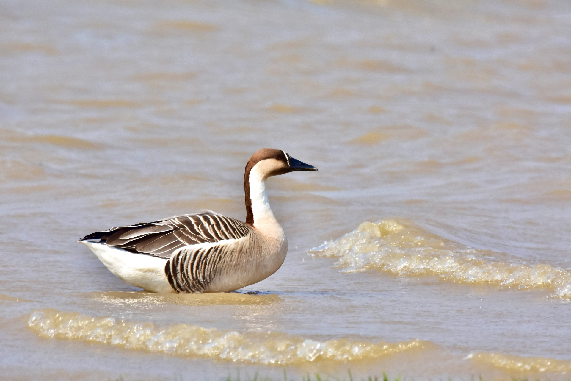 鸿雁,拍摄于宿松县泊湖