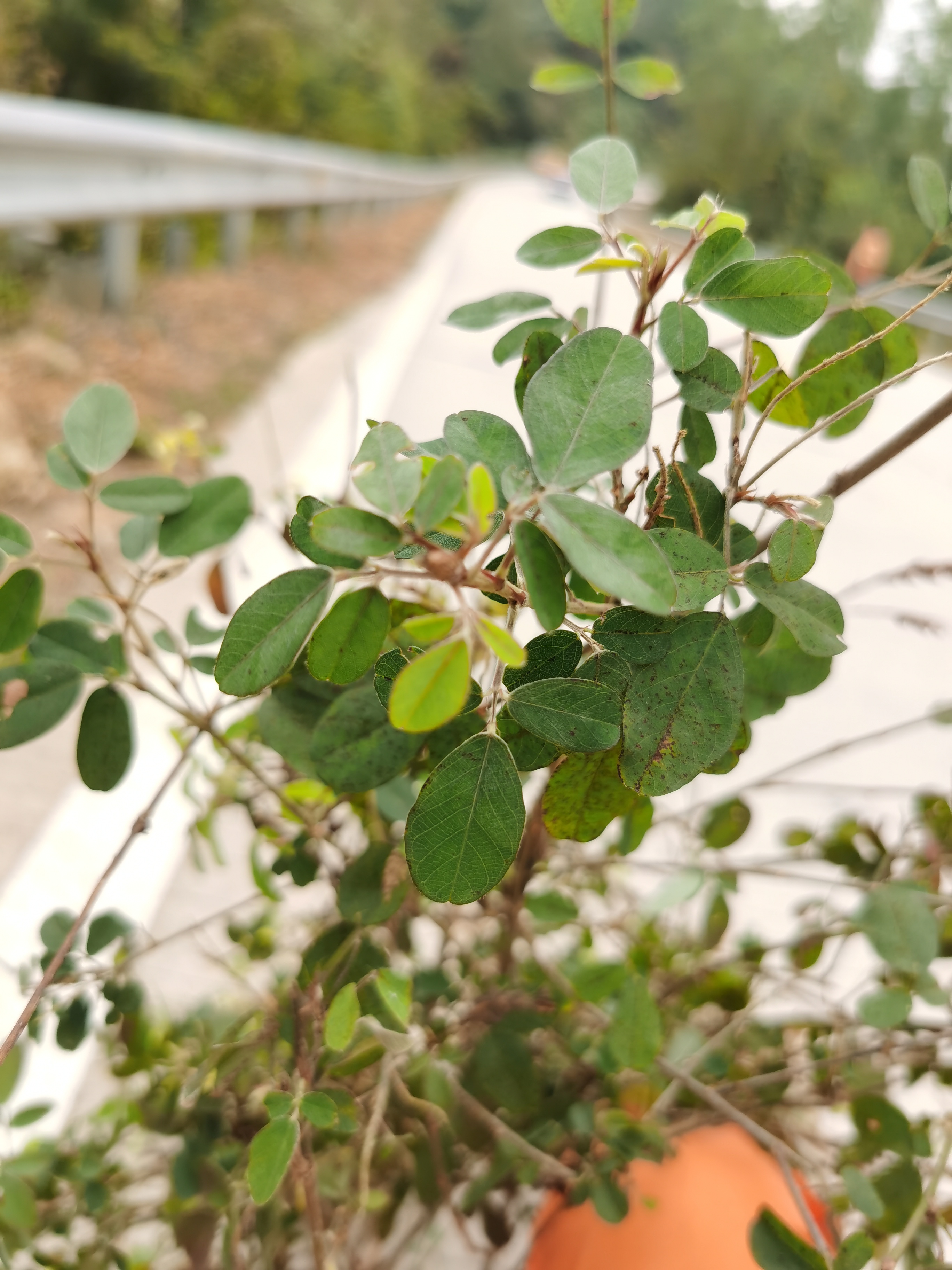 叶子有点像花生叶子,根部的味道也有点花生的味道.