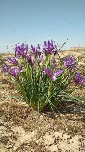 沙漠中的紫色小花,坚强生长,不畏风沙.