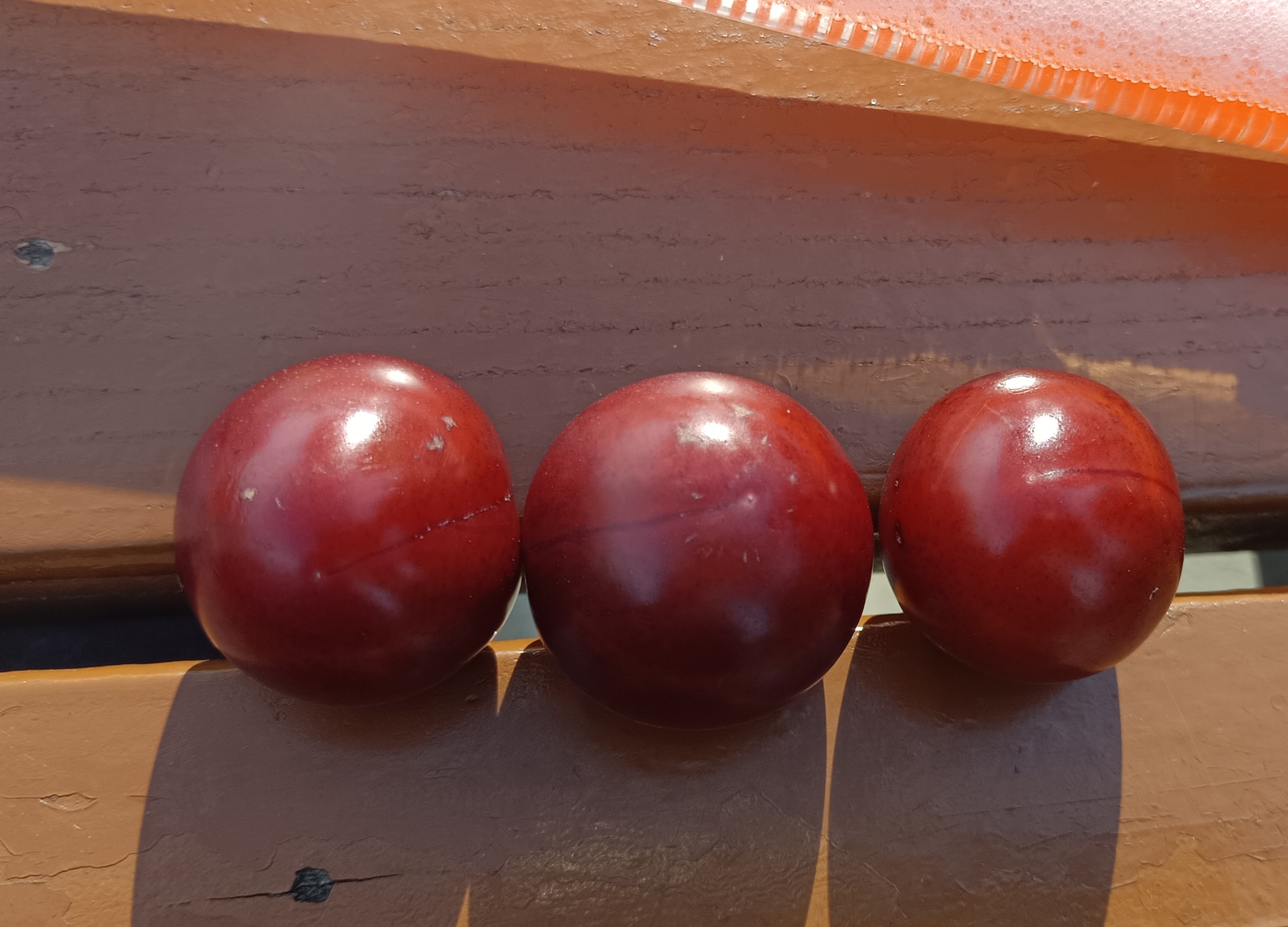 红叶李的果实,圆润饱满,红得透亮.