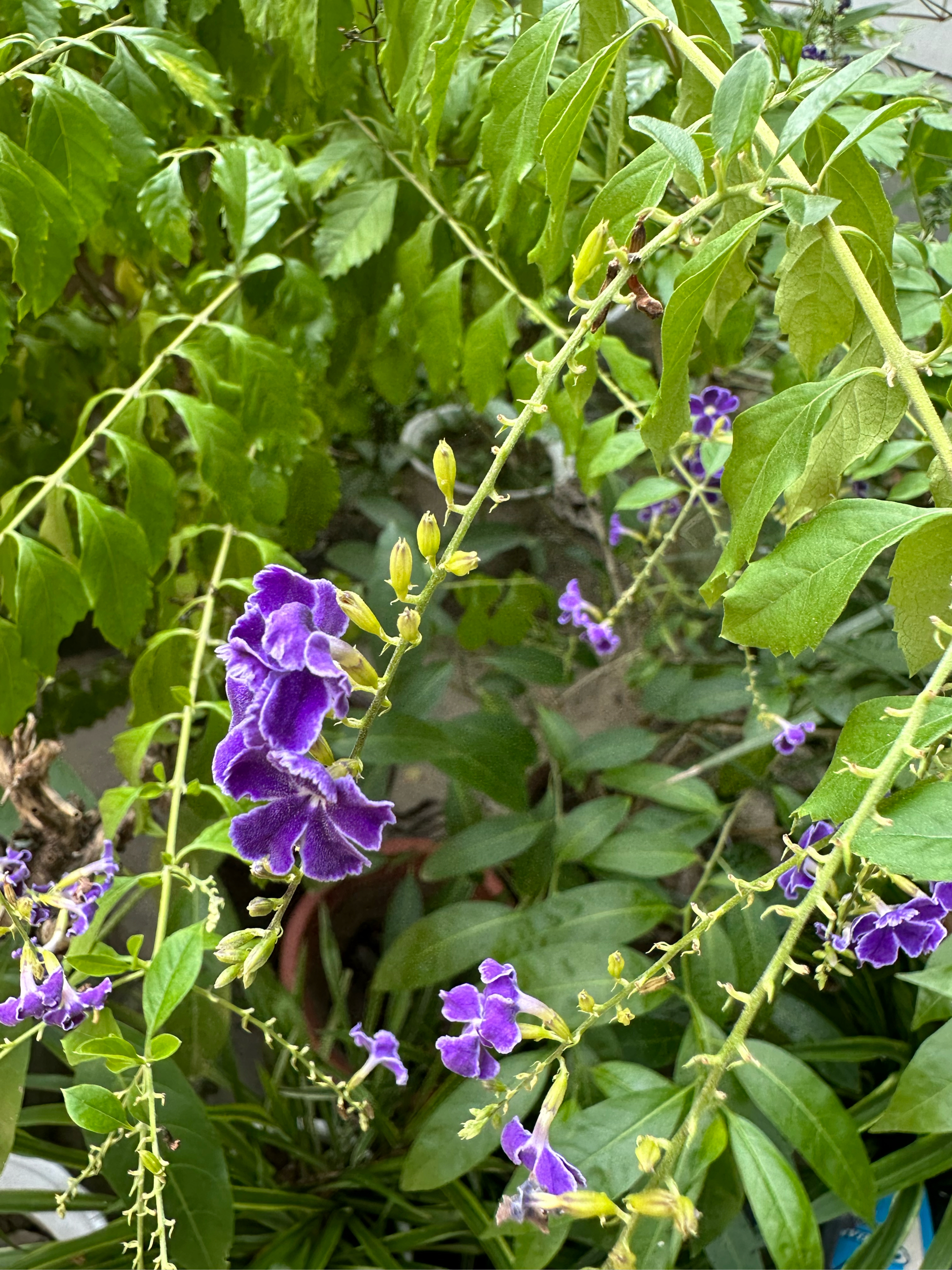 香味花图片