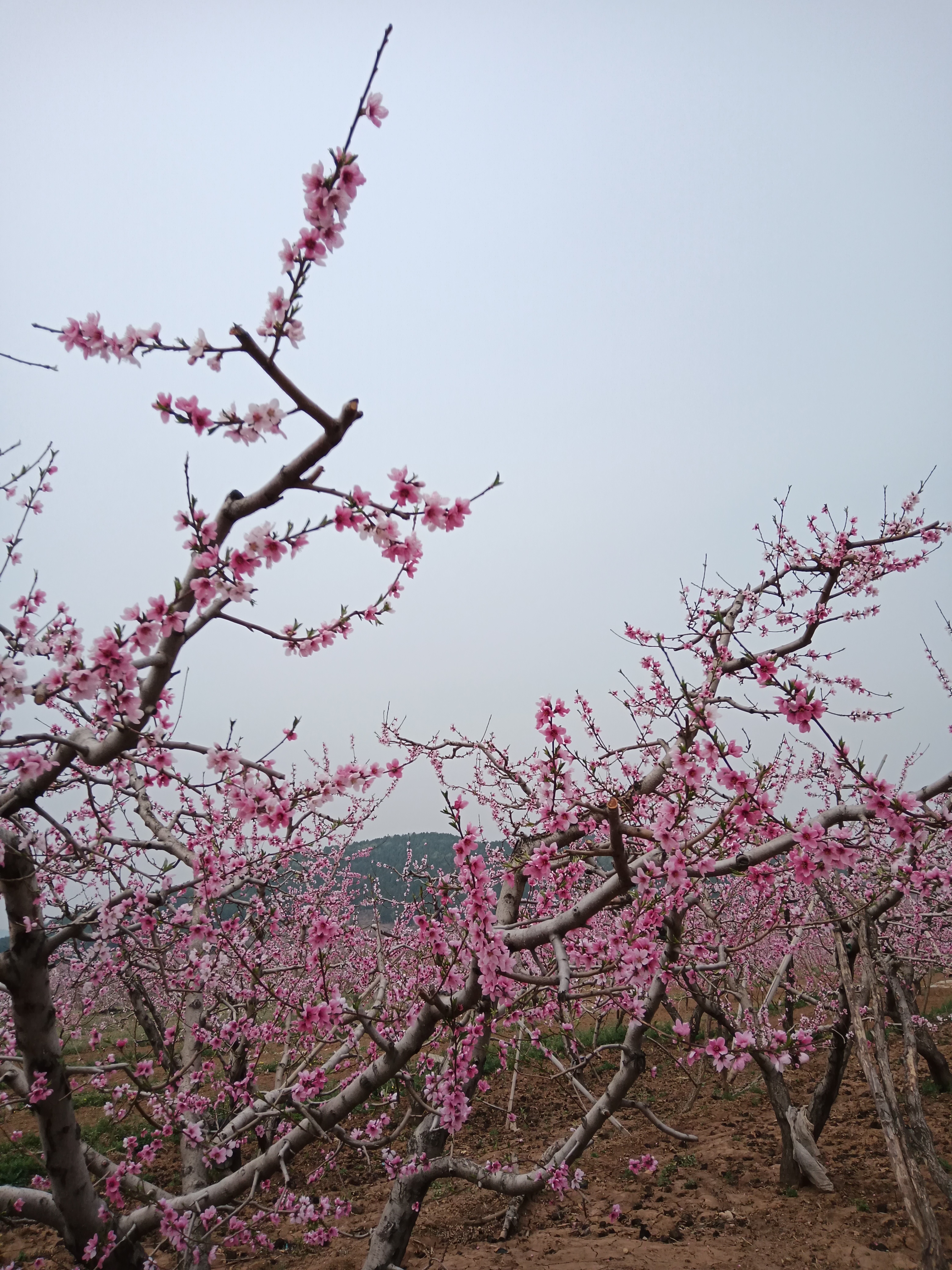 北京平谷桃花源: 亲临桃花林,近距离赏花,嗅花; 登顶两座山,俯瞰桃花