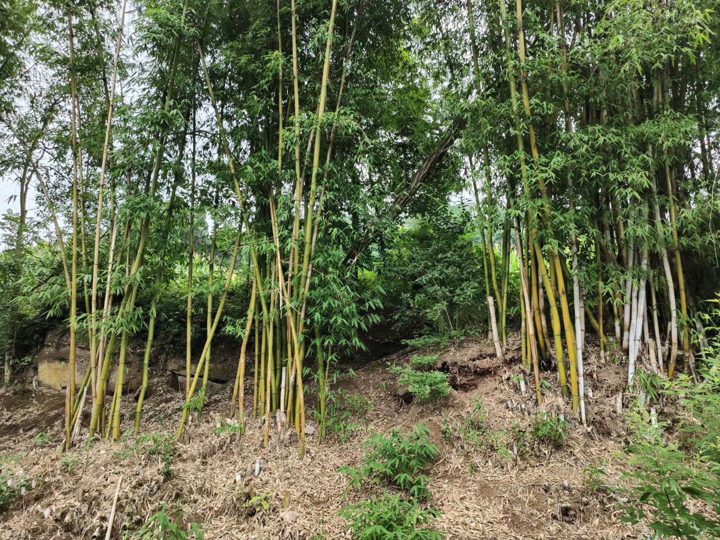 村酒野蔬图片