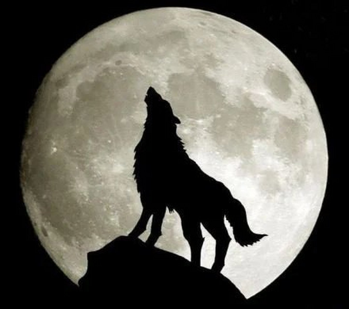 看,一只披着羊皮的狼!