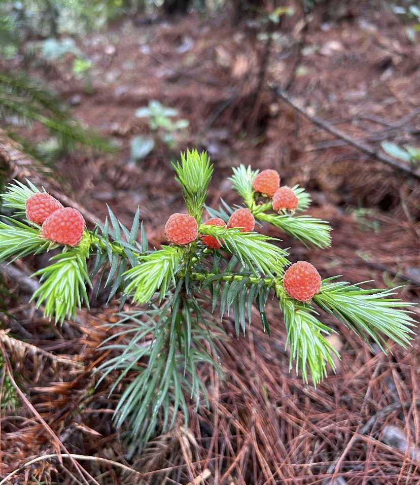 这是松树上的小果子吗?长得好像一个个草莓,让我口水都要流出来了?