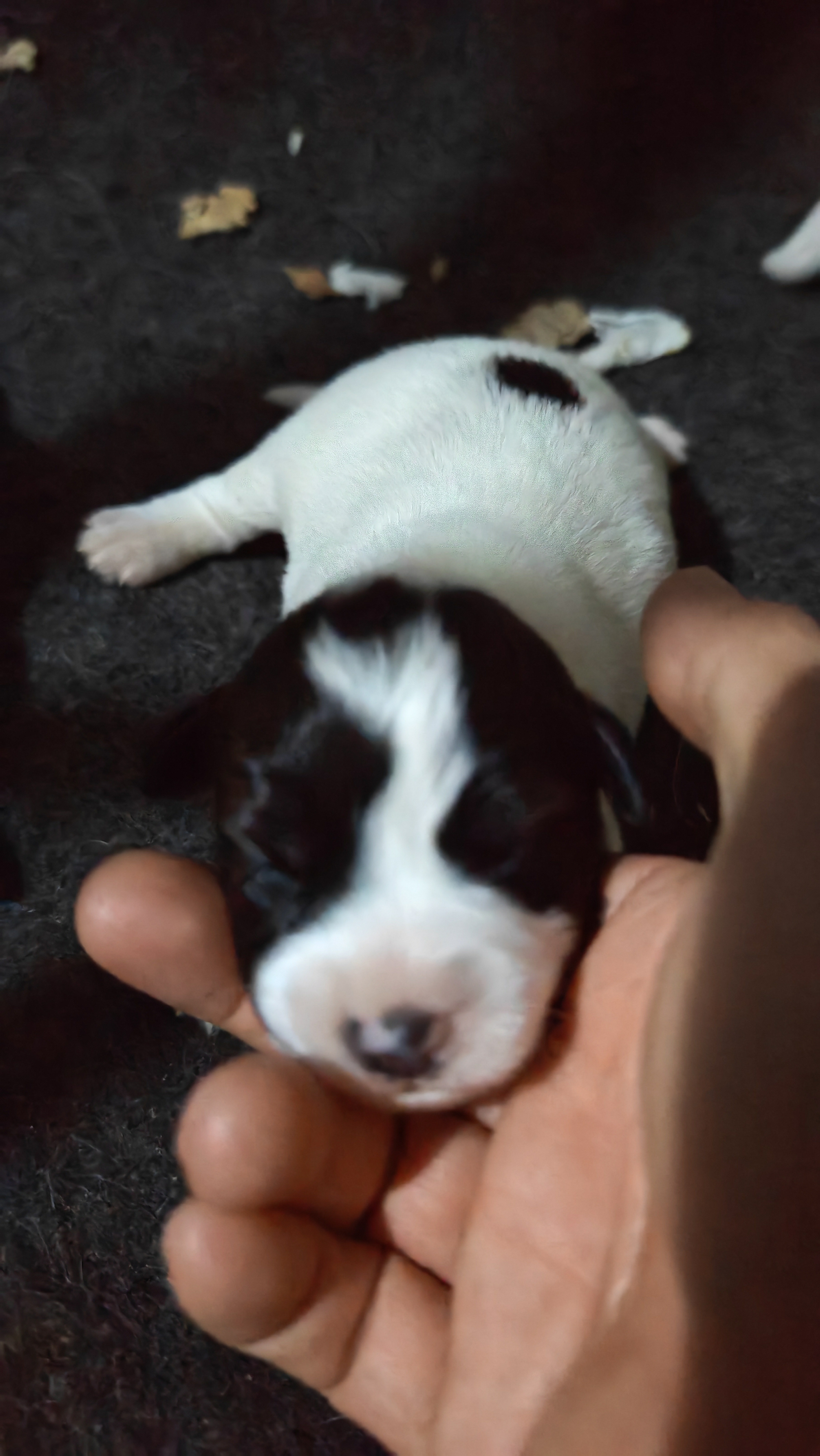 刚毛杰克罗素梗,黑白色.稀少颜色.