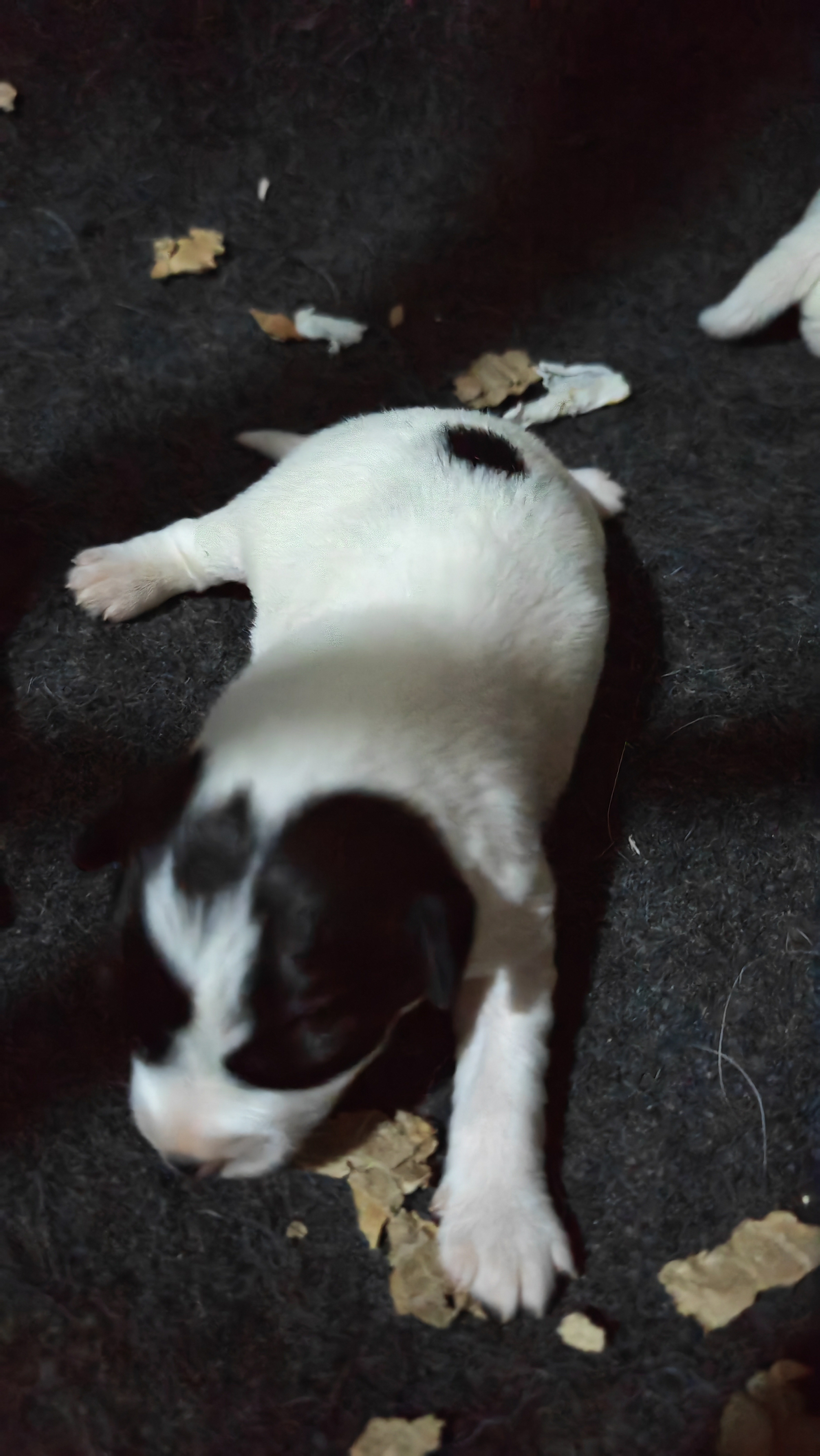 刚毛杰克罗素梗,黑白色.稀少颜色.