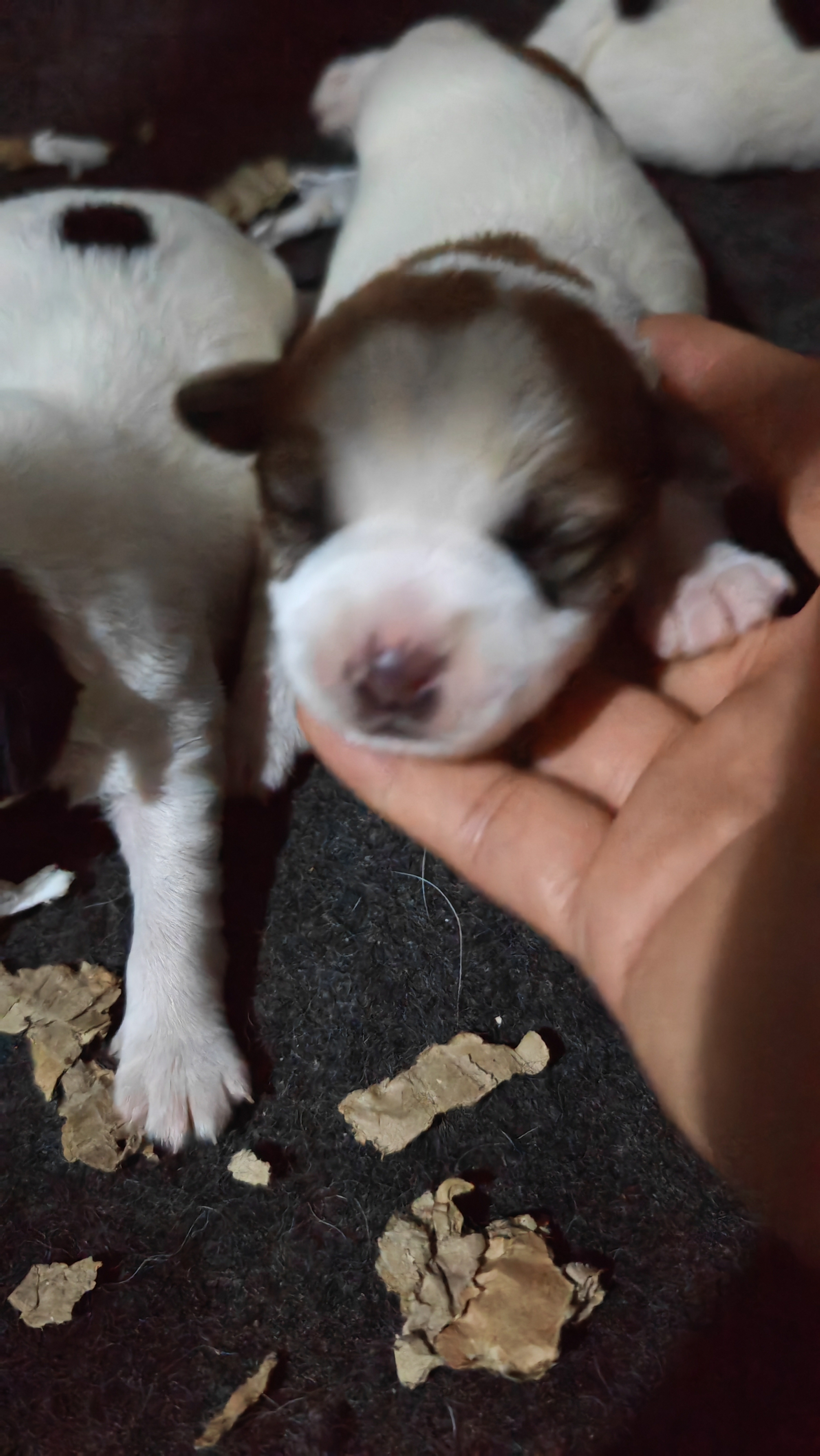 刚毛杰克罗素梗,黑白色.稀少颜色.