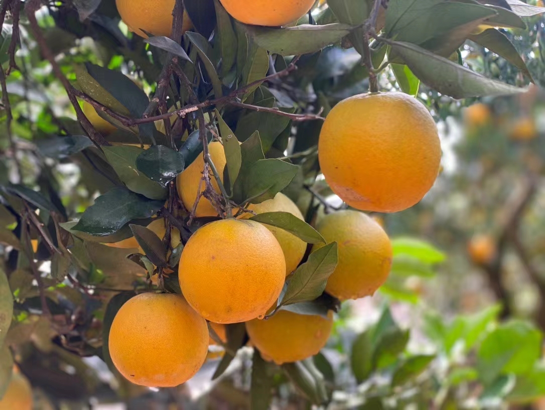 麻阳冰糖橙 从枝头新鲜到你家