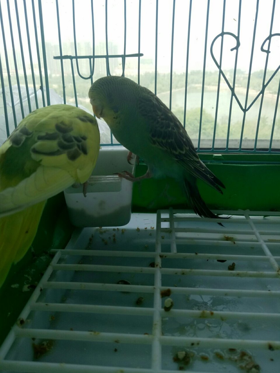 a picture of a budgerigar.