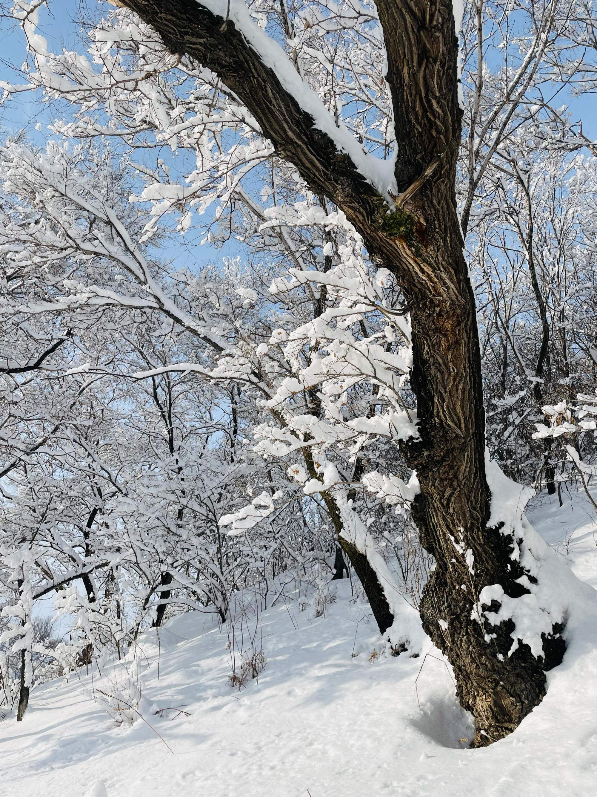 天国的树雪景图片