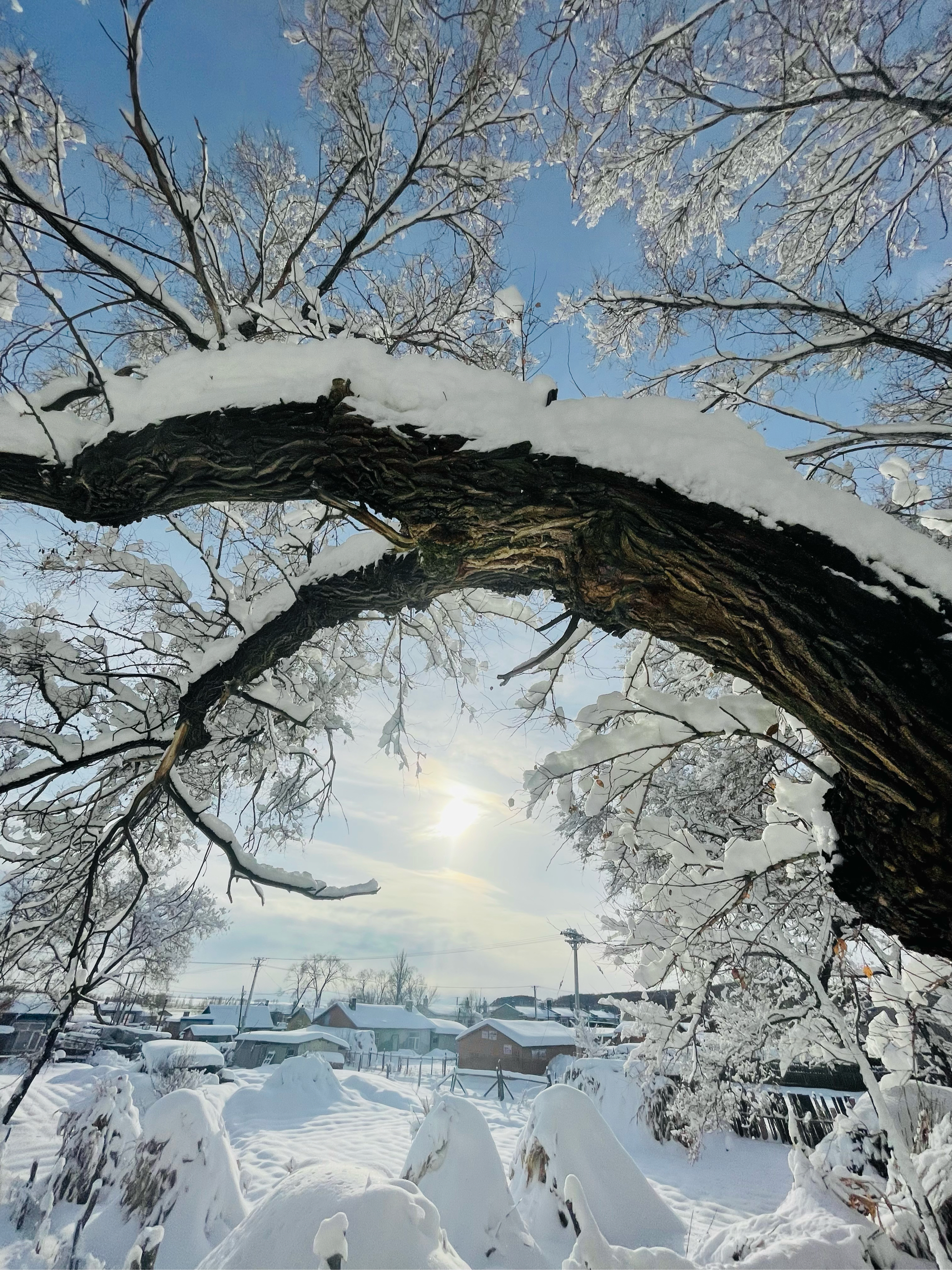 天国的树雪景图片