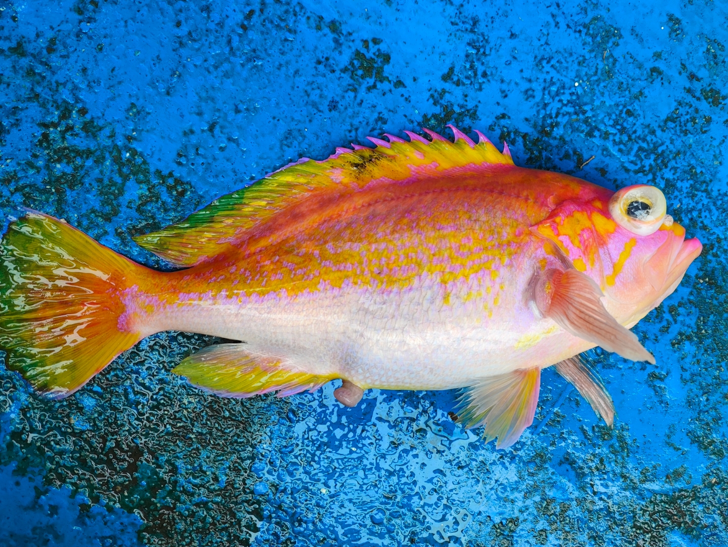 这次的红鱼好像比上次的好看!