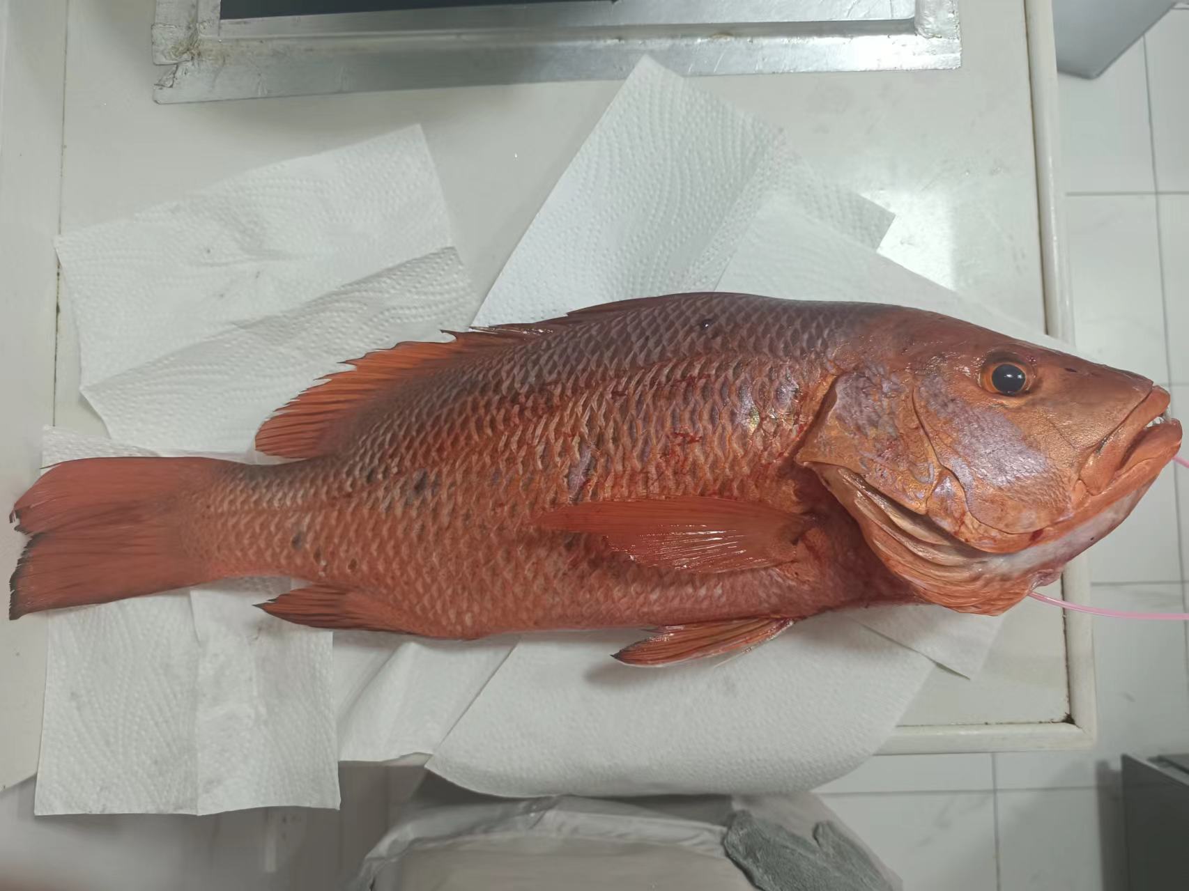 也不知道人·鱼,是不是美丽的红鱼!