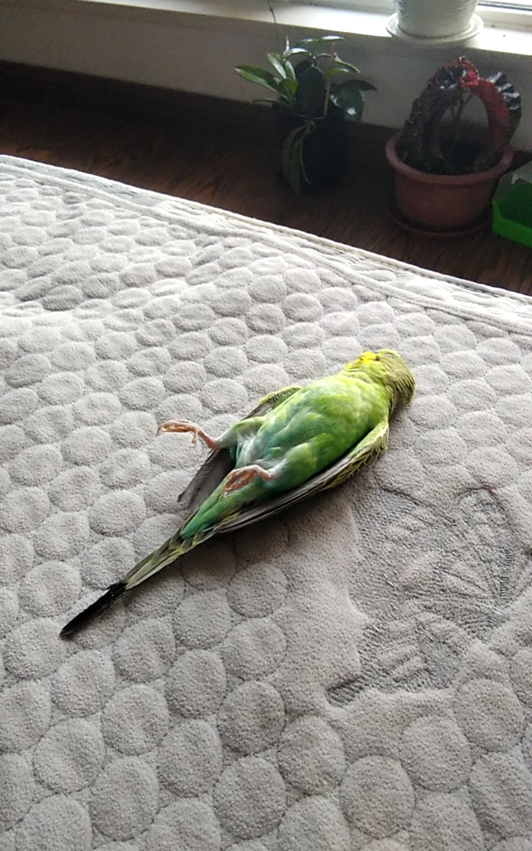 虎皮鹦鹉突然死了,前一小时还活蹦乱跳,没有任何征兆