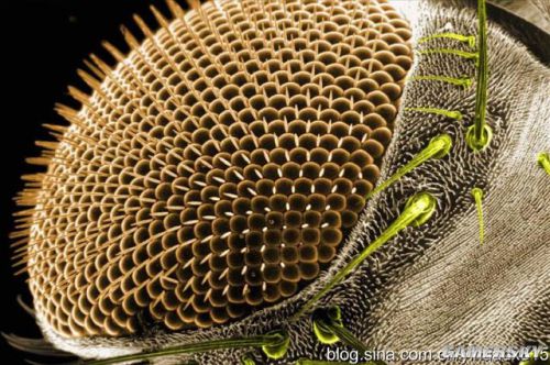 苍蝇的复眼放大图. 苍蝇的眼睛是一种"复眼",由3000多只小眼组成.