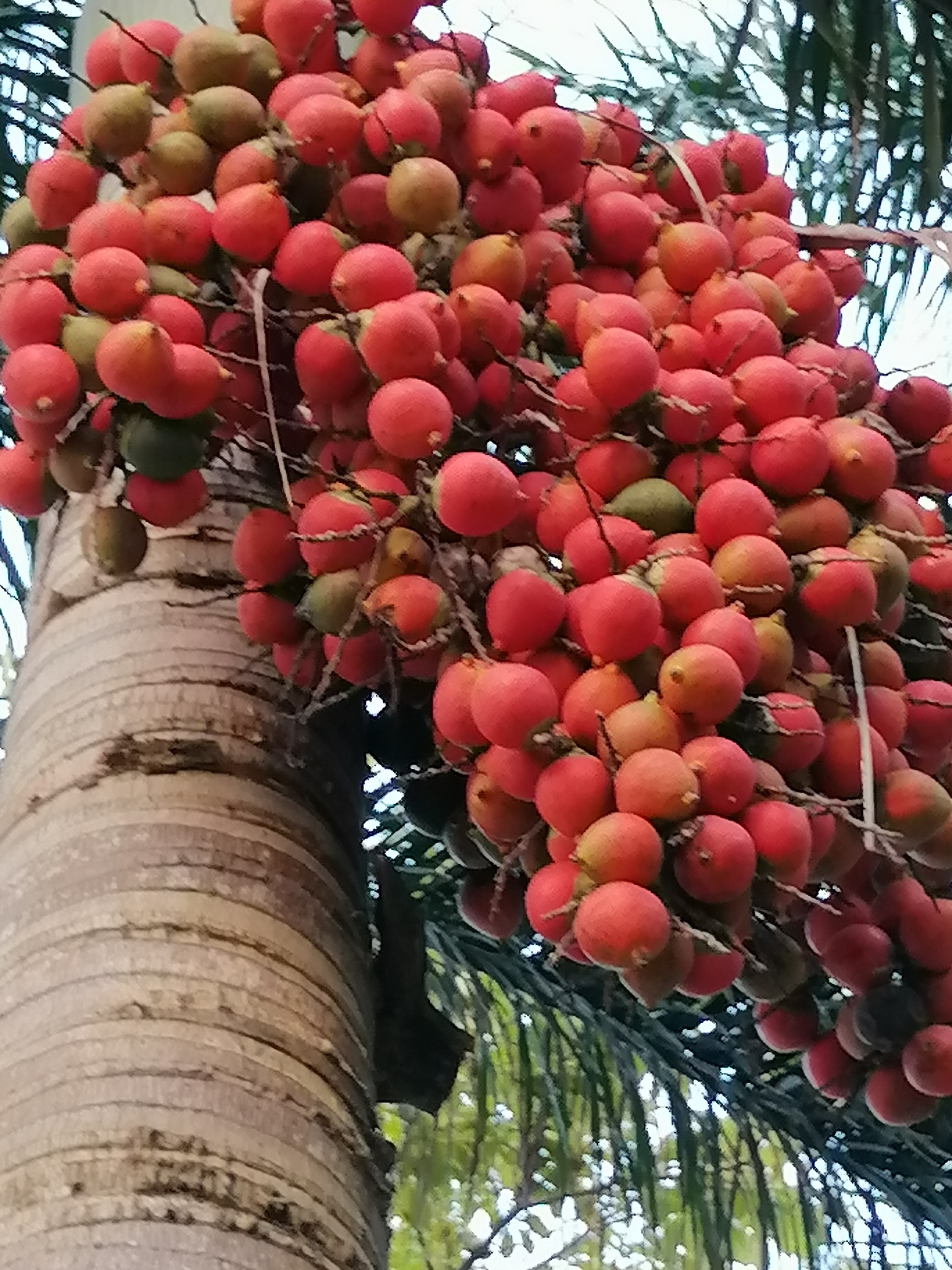 棕榈果成熟季节图片