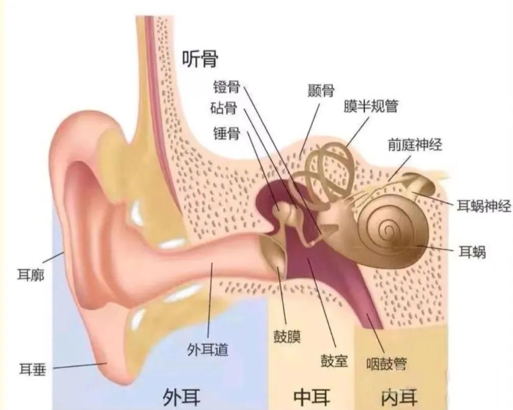 突聋,中耳炎,梅尼埃病需要在耳朵里打药?鼓室注射有什么用?