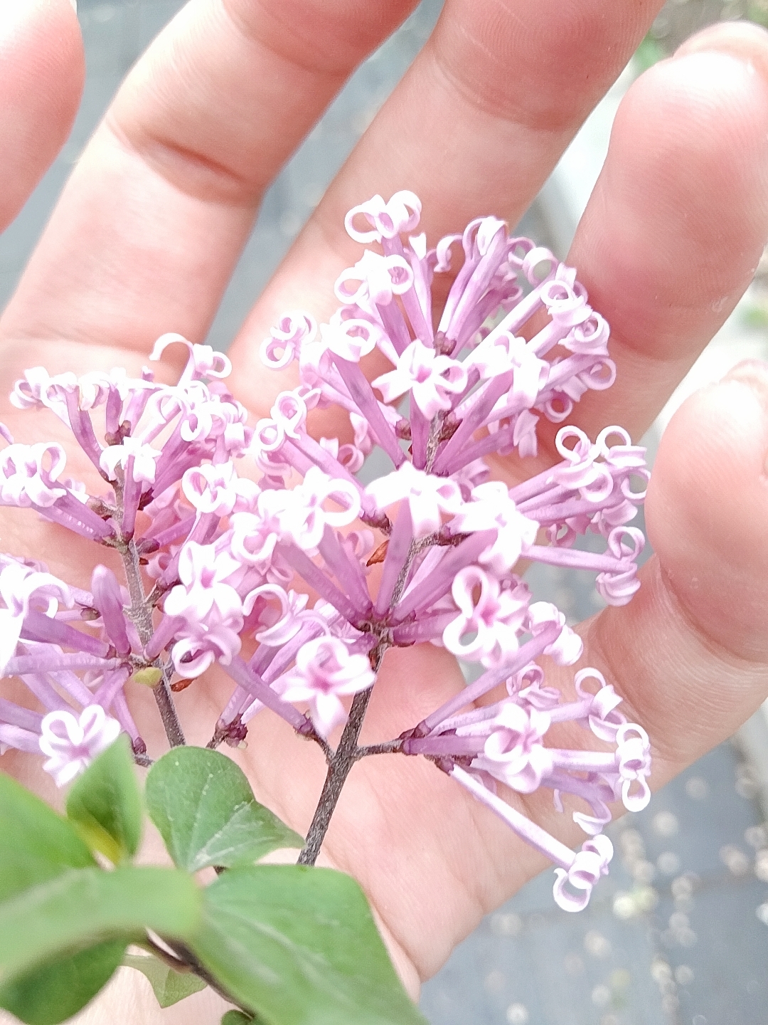 问起来有股臭鸡蛋的味道9796949090