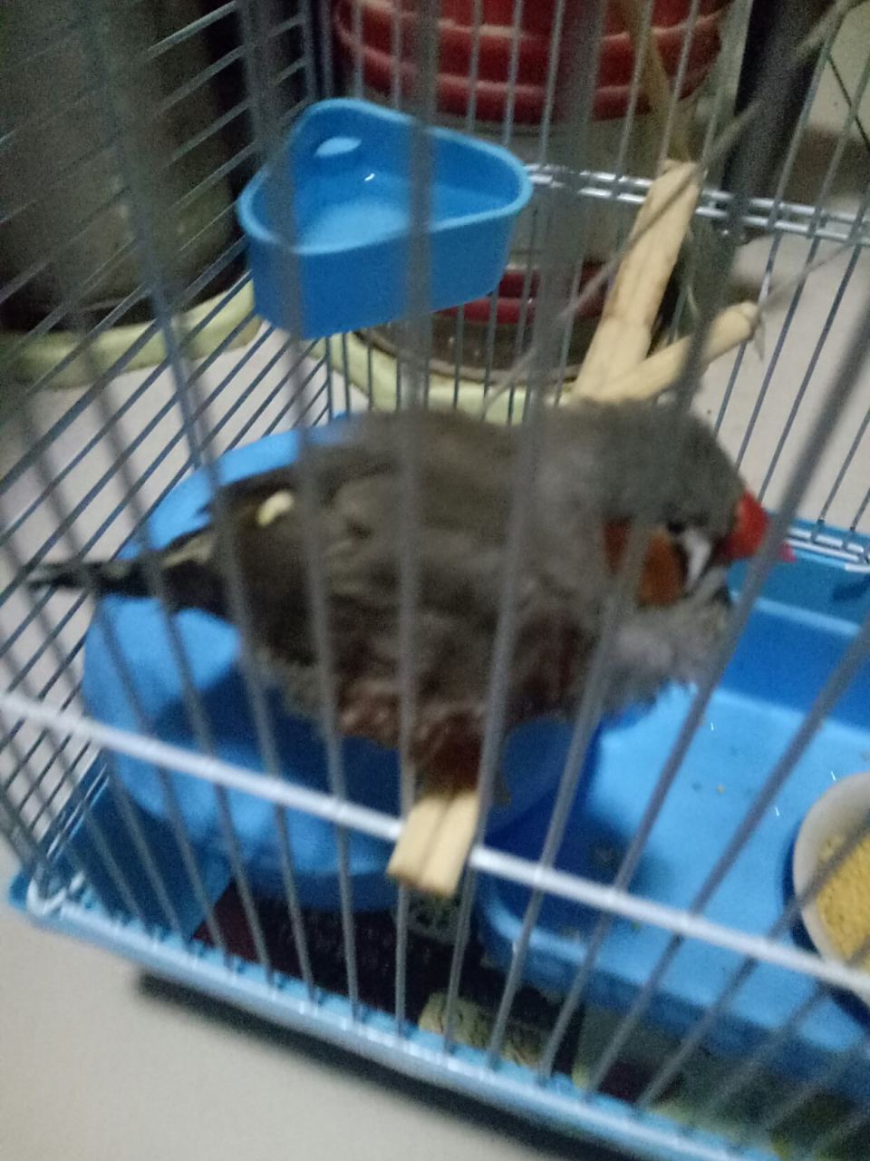 珍珠鸟是不是炸毛了?