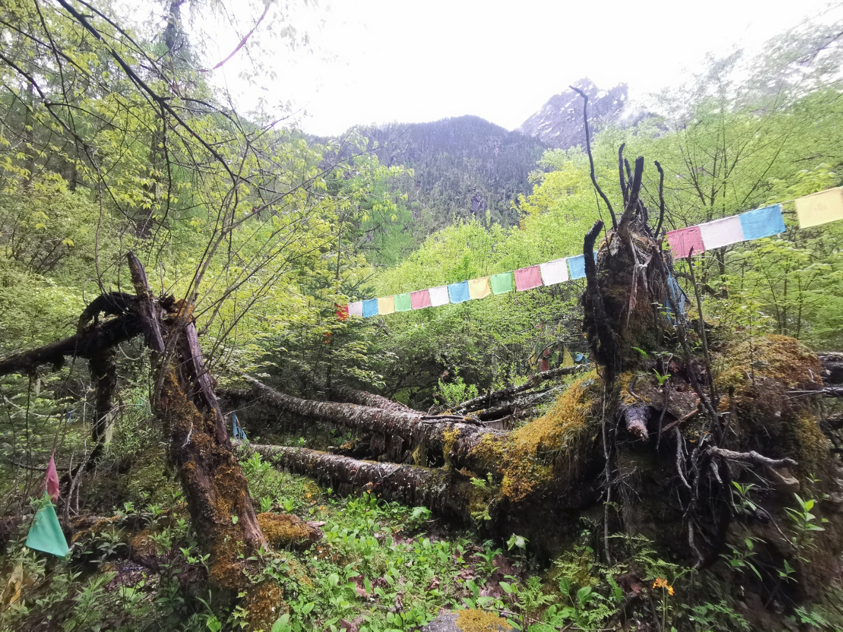 旅游攻略#波密卓龙沟,西藏唯一树葬的地方,那些的一切,只有自己亲自