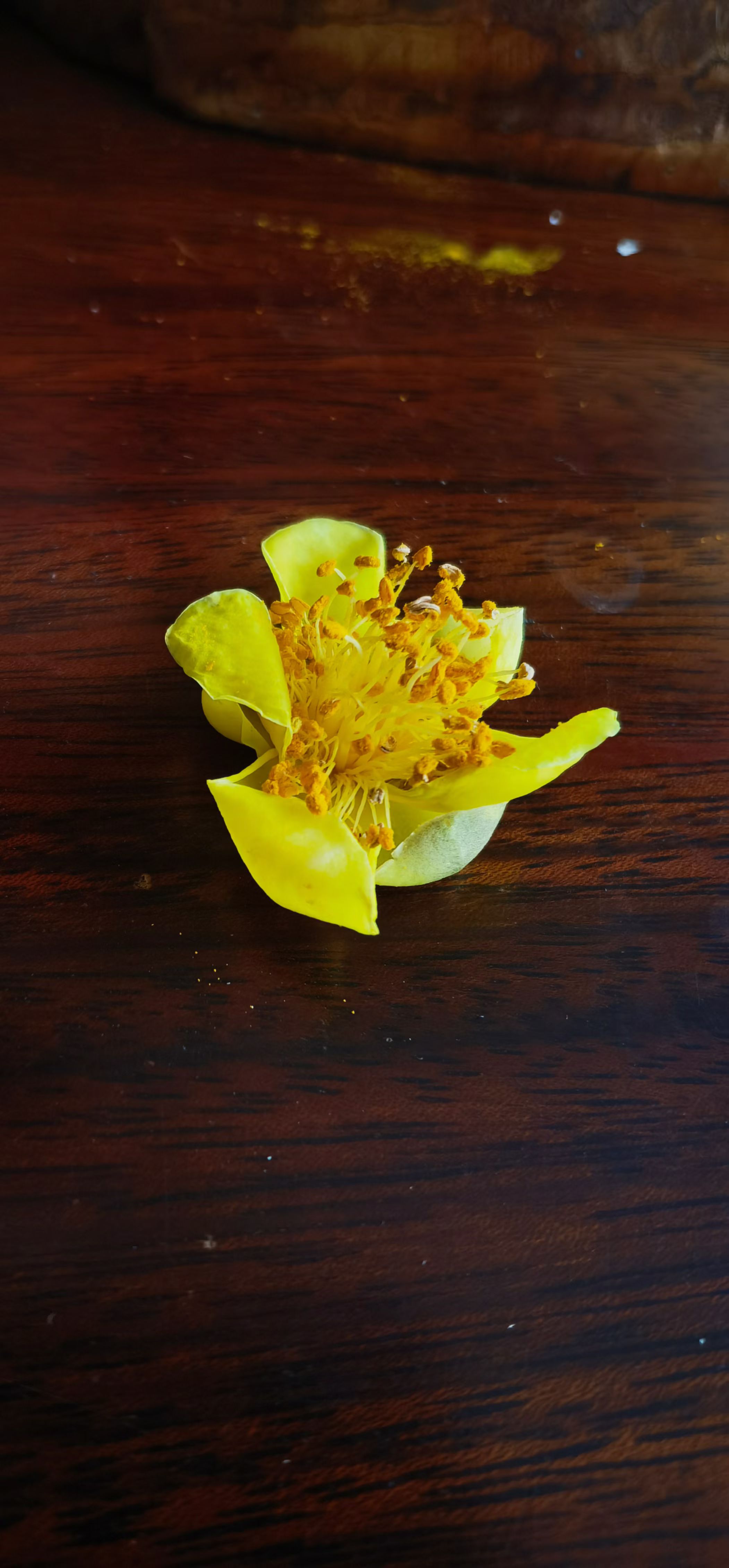 薤叶芸香茶卢氏子午露晒法第十代传承人
