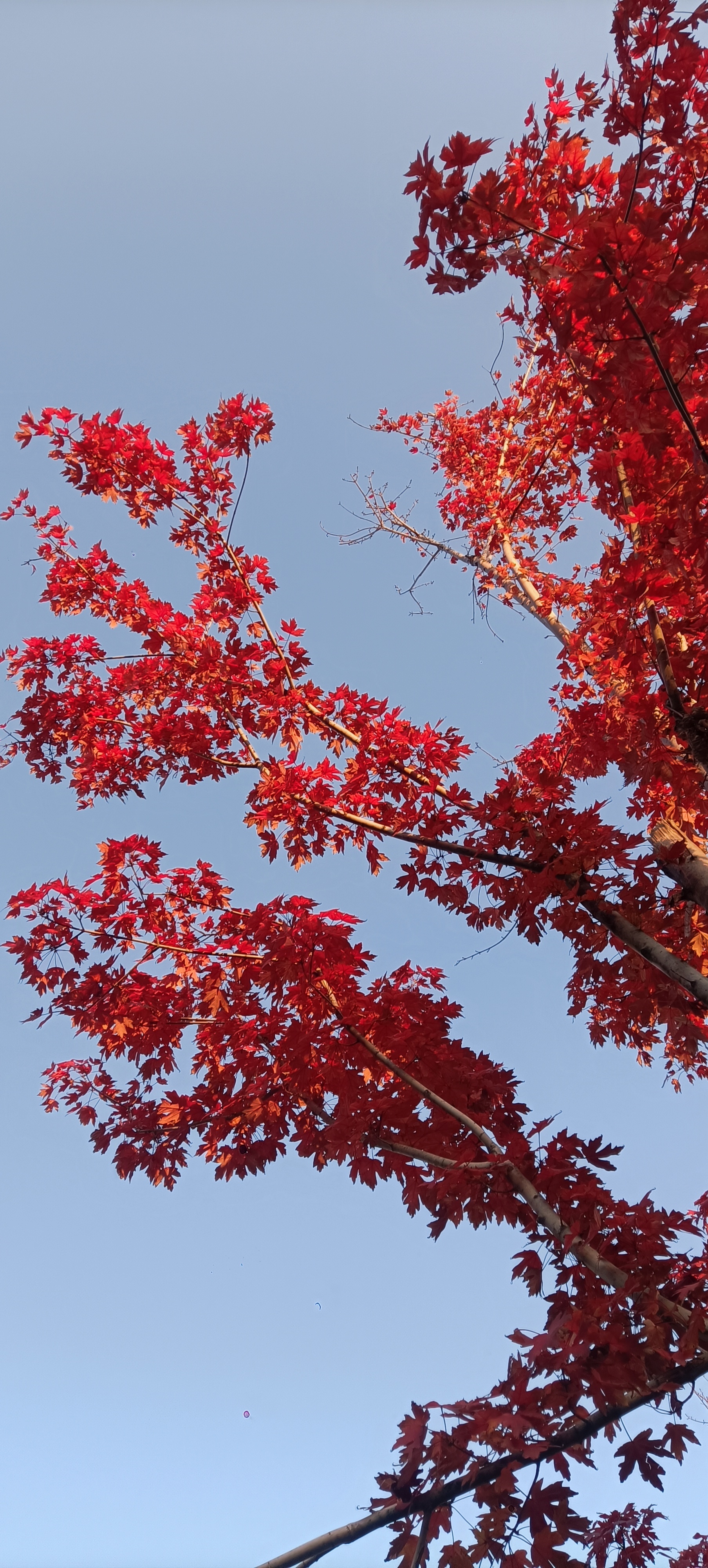 93深秋奇遇,邂逅那抹深红94秋冬美景枫叶红,美景如画如此美丽好