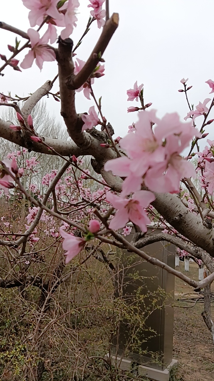 桃花树下又是一年好时光,郑州植物园春光明媚,桃花盛开,芬芳飘香,遍地
