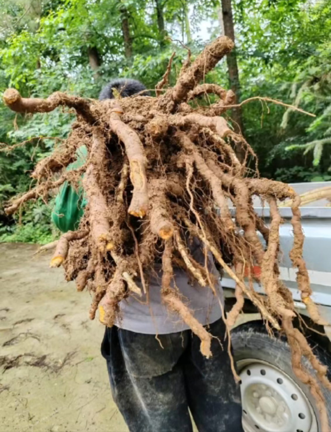 虎杖根的功效和用量图片