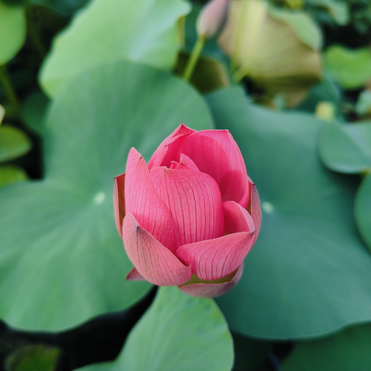 美丽莲花含苞待放图片图片