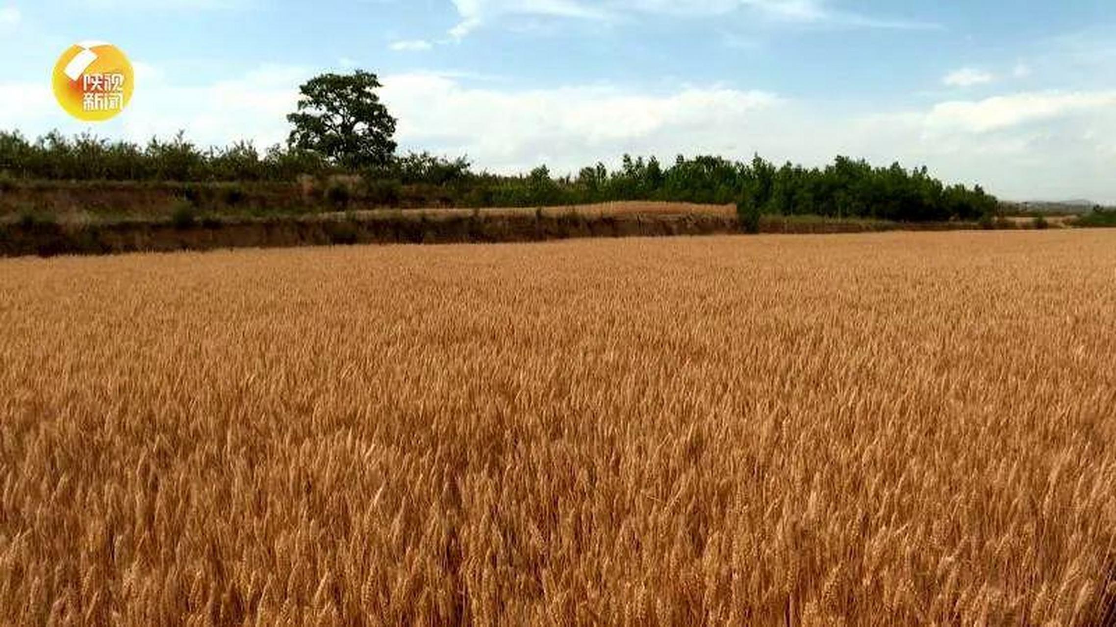 巜稻草人,麦田里的守望者》之二,散文,逸飞,  这一个回合过去,大伯