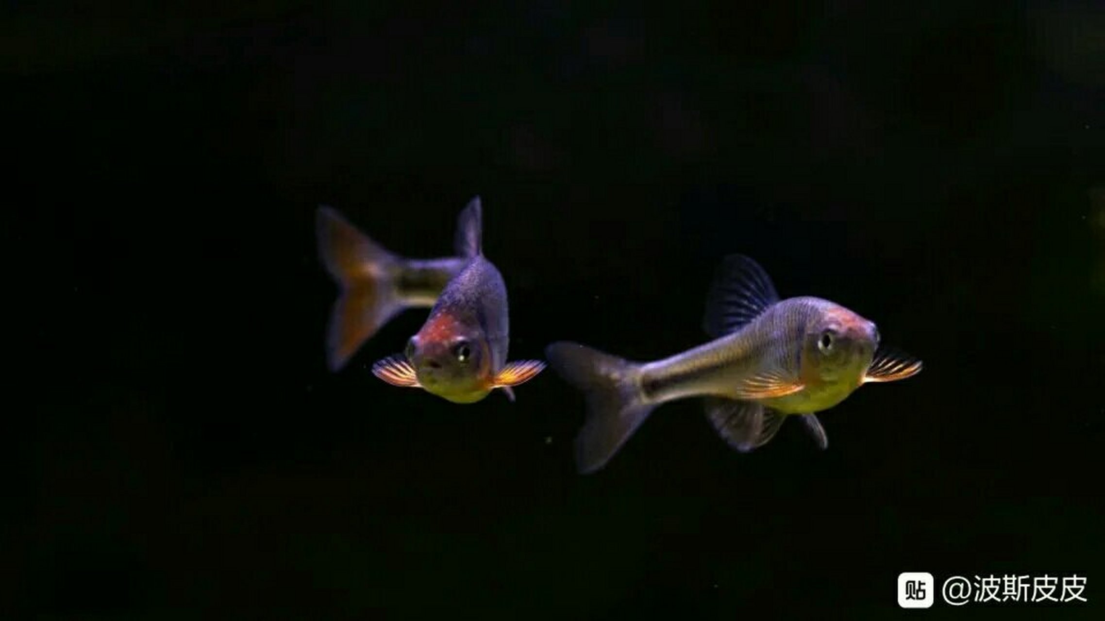 北美原生鱼……卢仑真小鲤