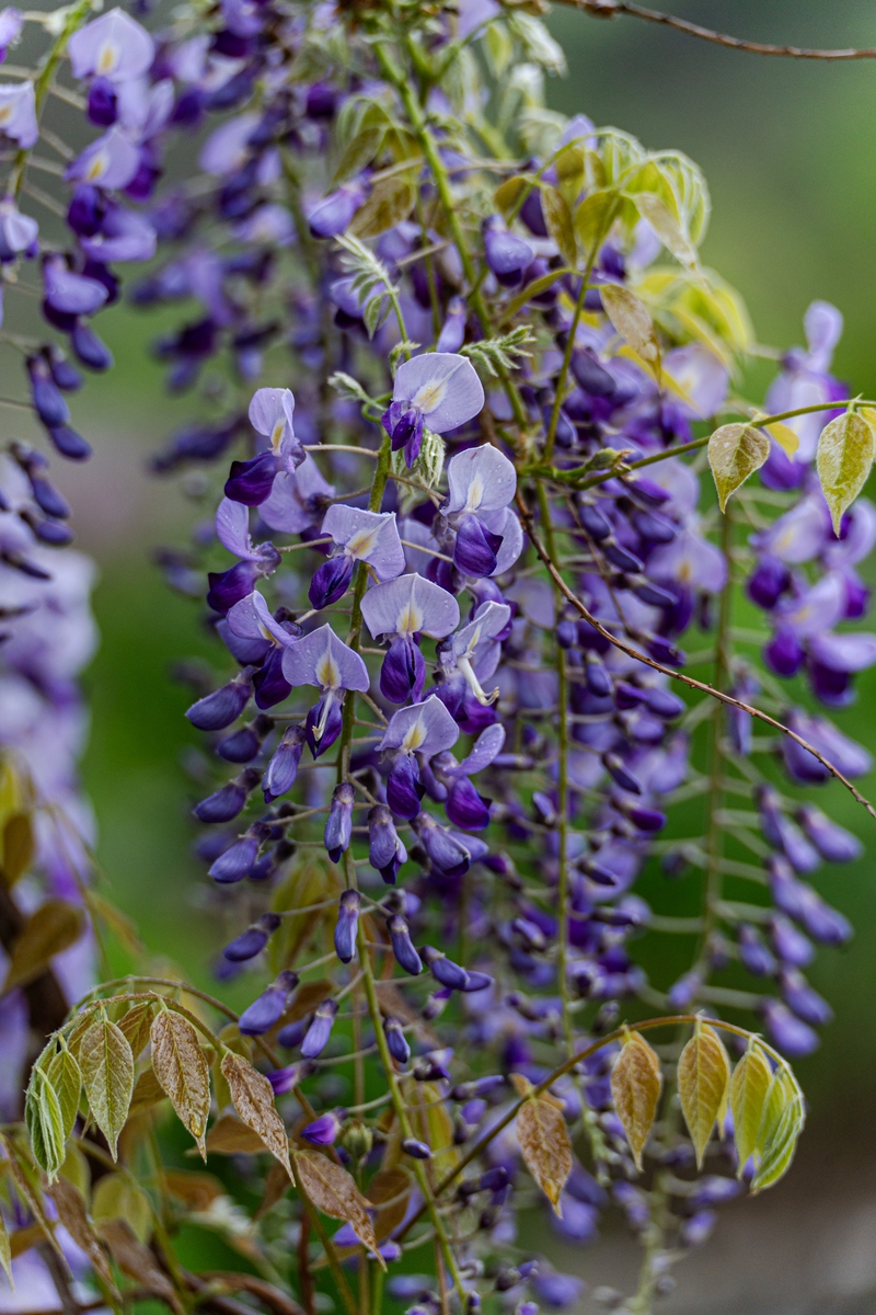 虬龙根柢抱,花叶两参差. 垂序春归后,流香夏浅时