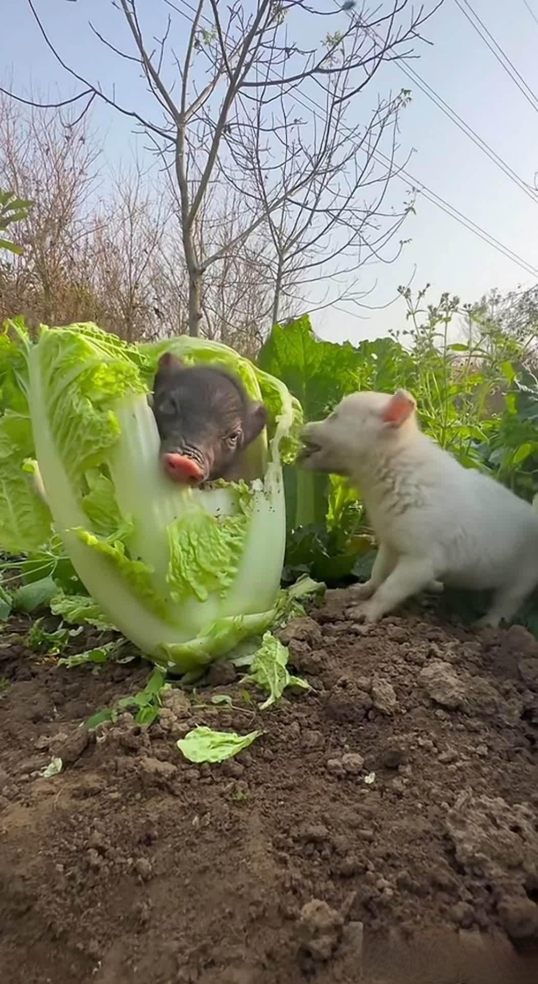 以前只听说过猪拱白菜,现在亲眼看见真有猪拱白菜呀!