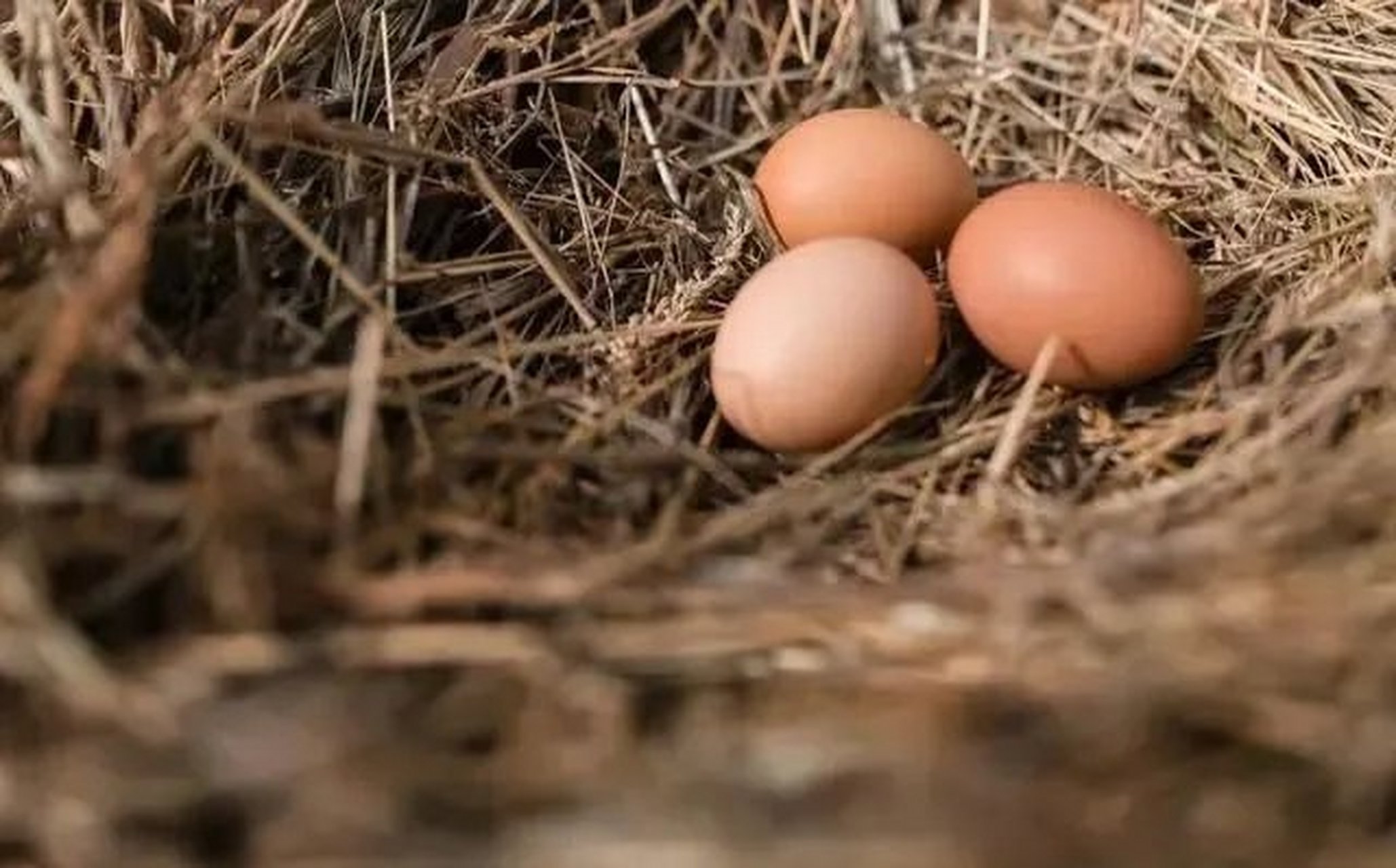 nest egg  这个短语的意思,大家千万不要误以为是"鸟巢里的蛋"啊.