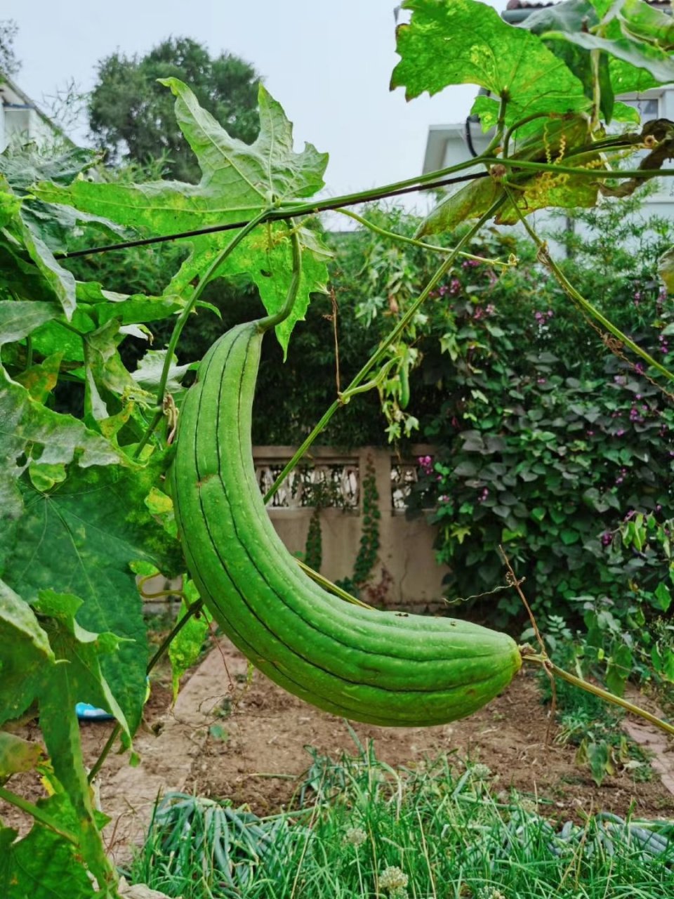a late bloomer 大器晚成的人  原意是"迟开的花",与人大器晚成相似.