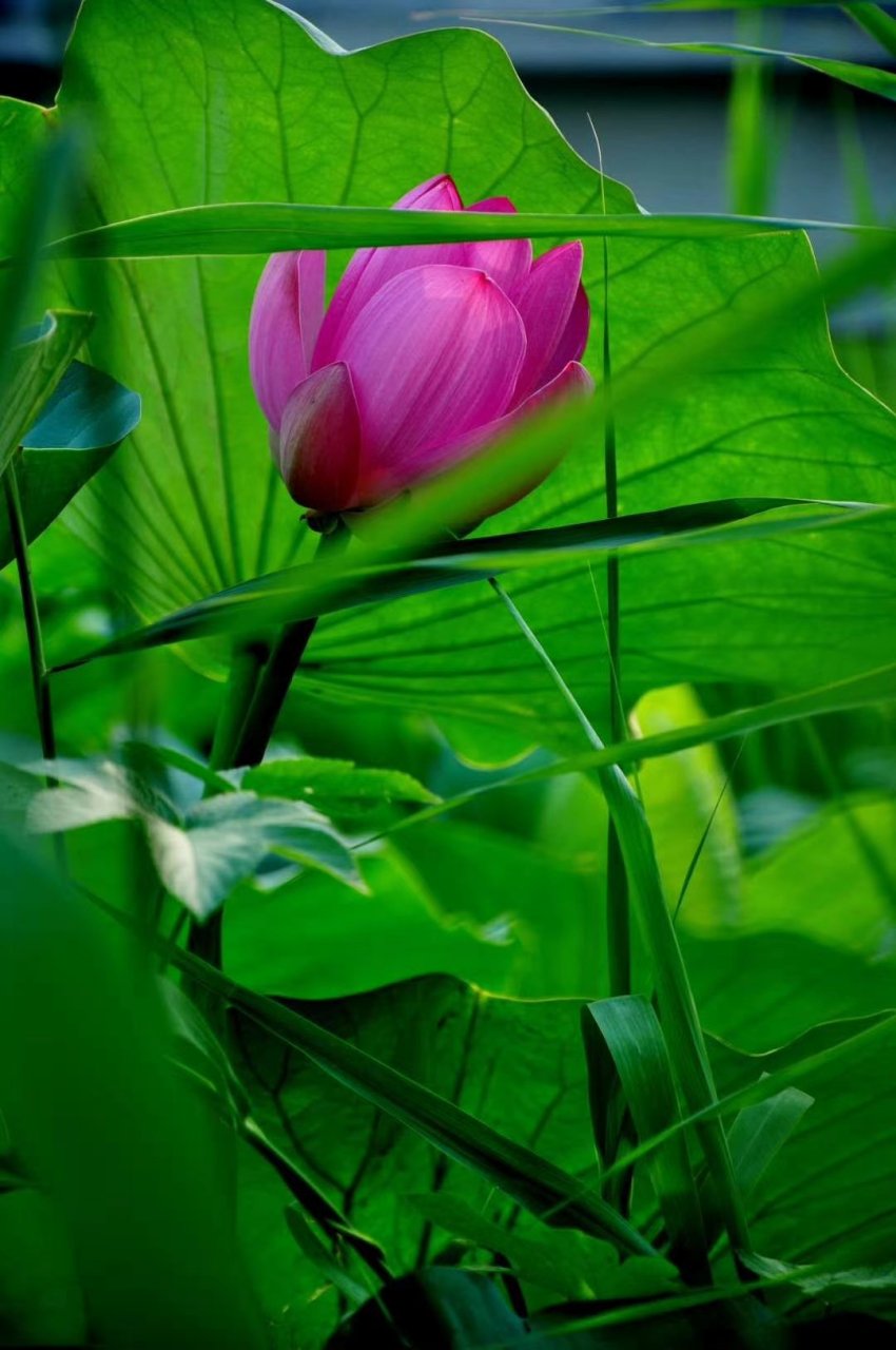 whether you are scolded and criticized by other people, or