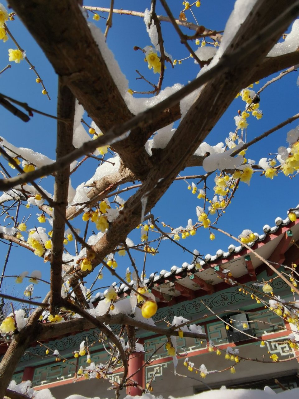 ①unrequited [,nrkwatd] love  无回报的的爱,即单恋  例句