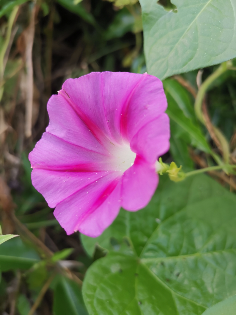 health is the greatest gift, contentment the greatest wealth