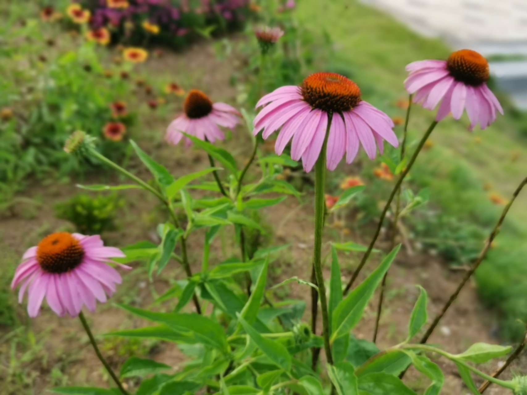 sudden light  偶感  dante gabriel rossetti  但丁·加百利·罗塞蒂