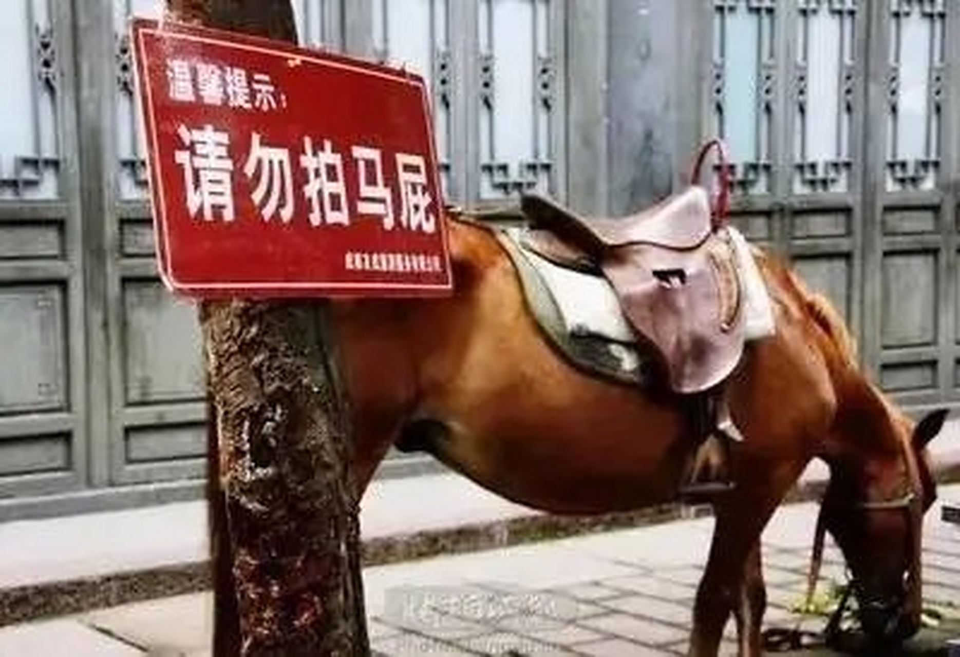 "kiss ass"是踢屁股吗?