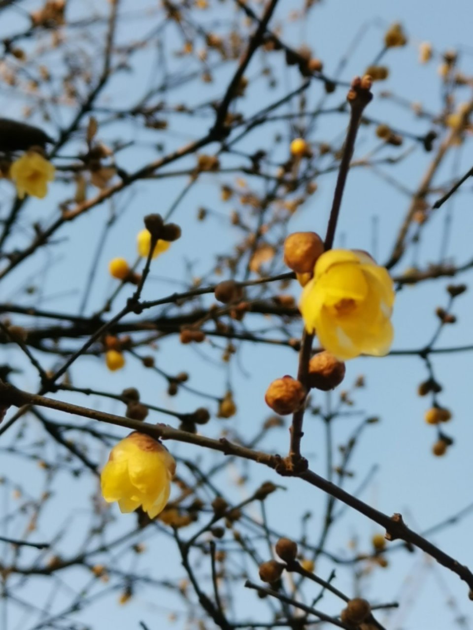 [太阳]【英语小知识:反义词构成的短语积累】 come and go往来;now